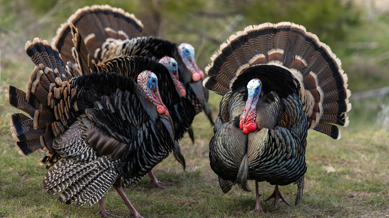 live turkeys with fanned tail feathers