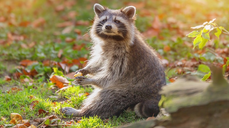 raccoon holding an acorn
