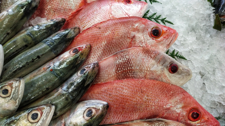 fish