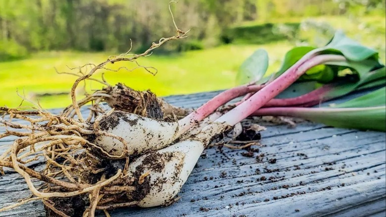 Freshly picked wild leeks