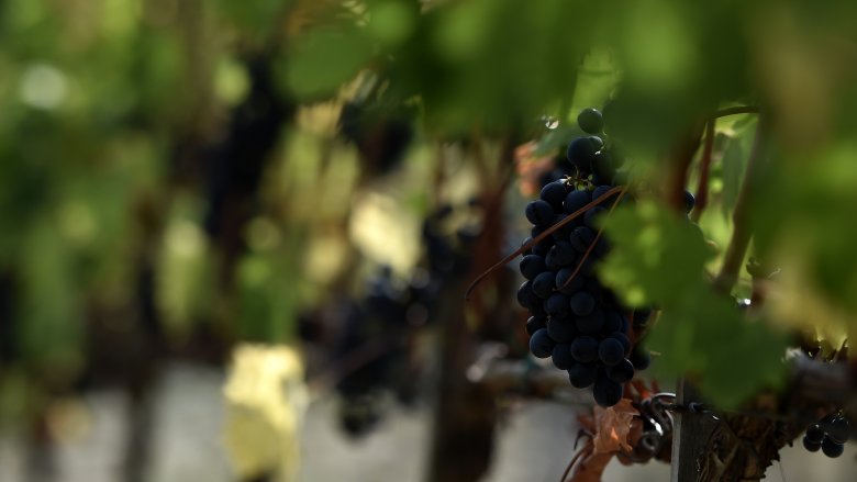 Italian wine