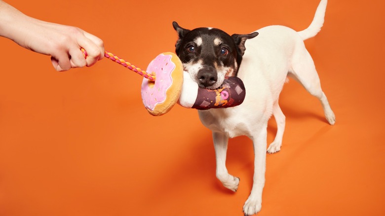 rat terrier with Dunkin' toy