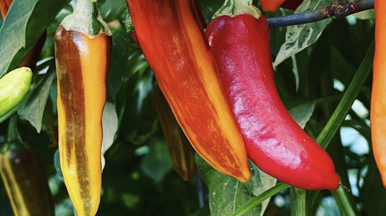 Close-up of fish pepper plant