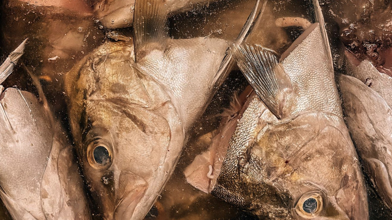 Fish heads in water