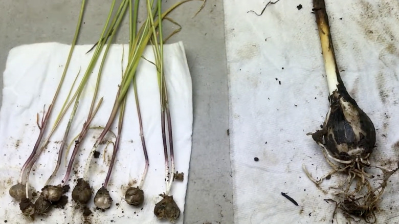 Fresh camas onion bulbs