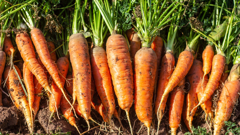 pile of fresh carrots