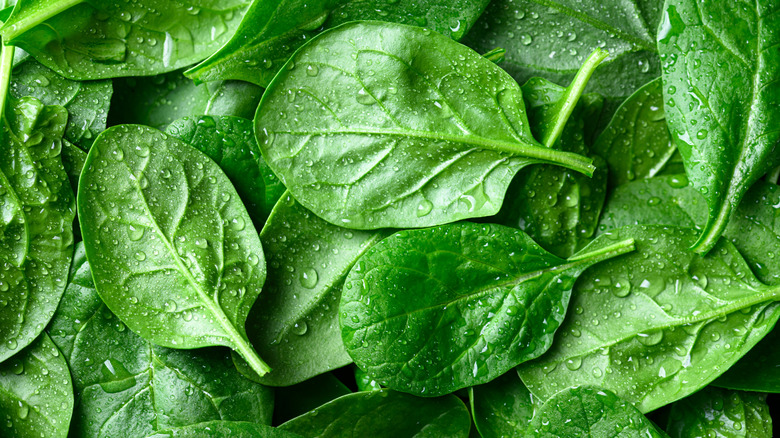spinach leaves with water droplets