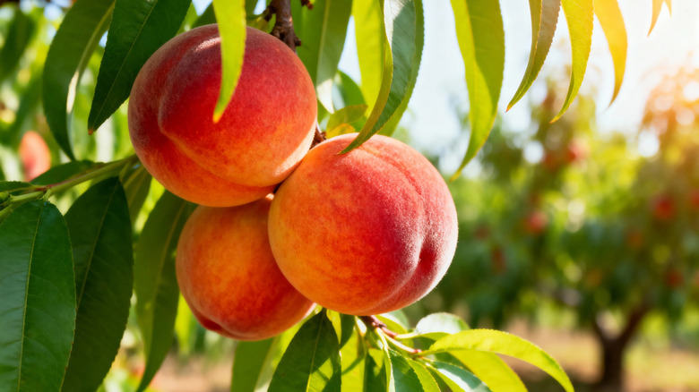 Peaches on the tree