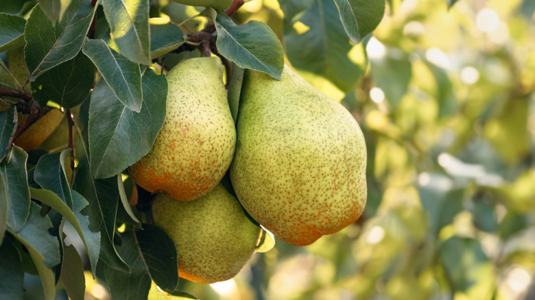 Pears on the tree