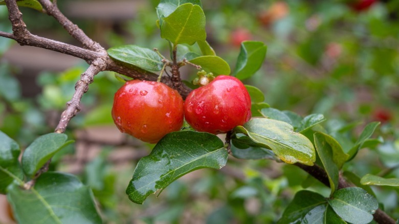Acerola cherries on branch