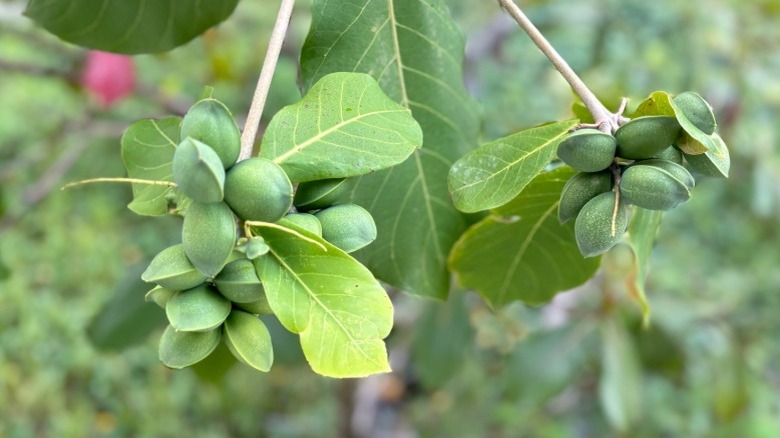 Kakadu plums on a branch