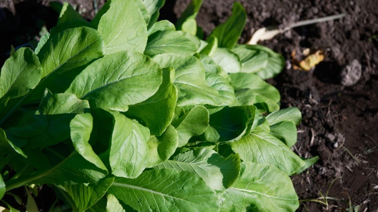 Mustard spinach growing in soil