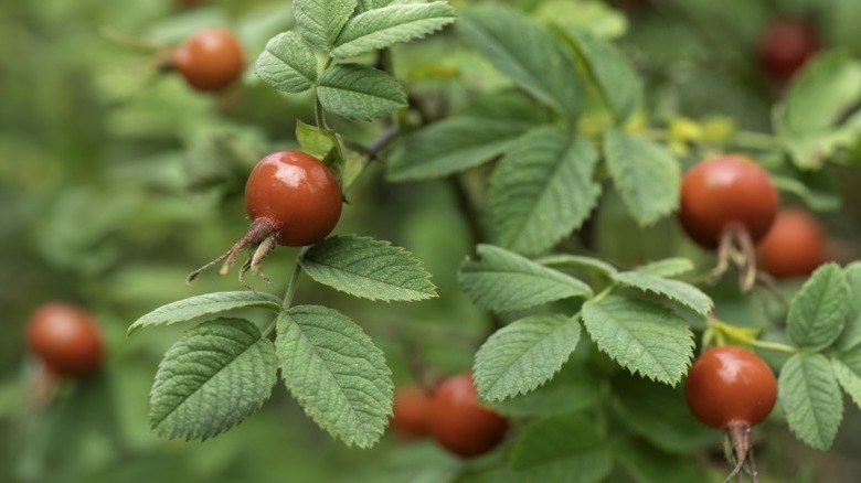 Rose hips on a rose bush