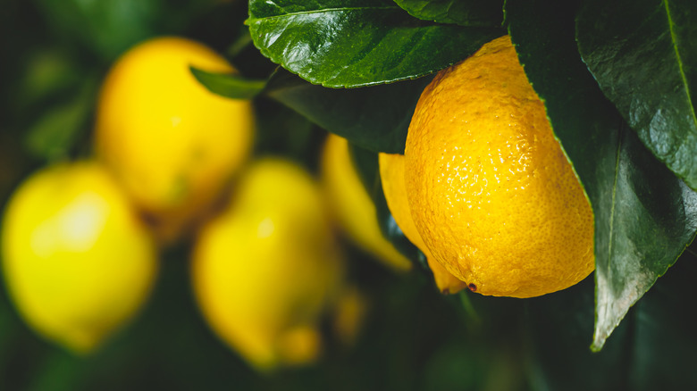 lemons on black background