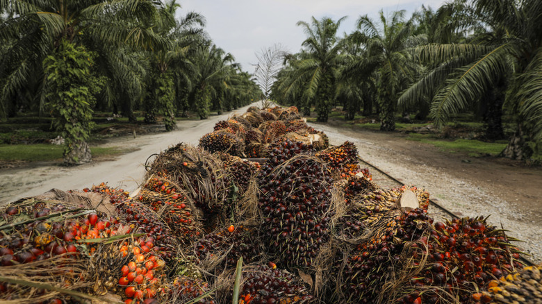 Palm oil plants on Malaysia plantation