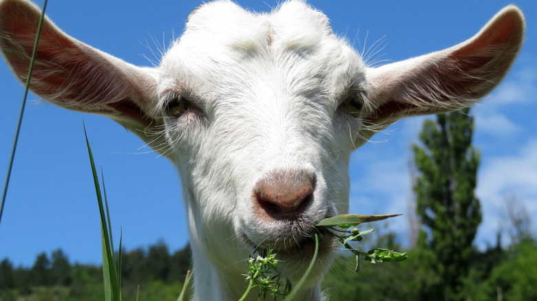 ﻿white goat eating grass