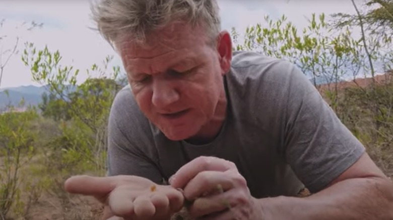 Gordon Ramsay finding ants