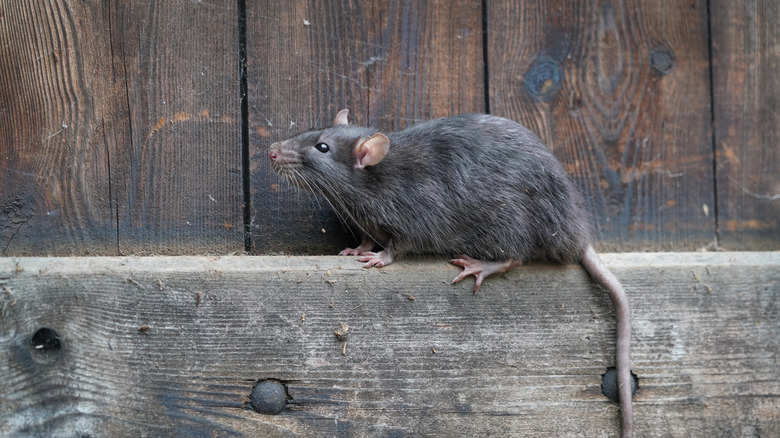 rat