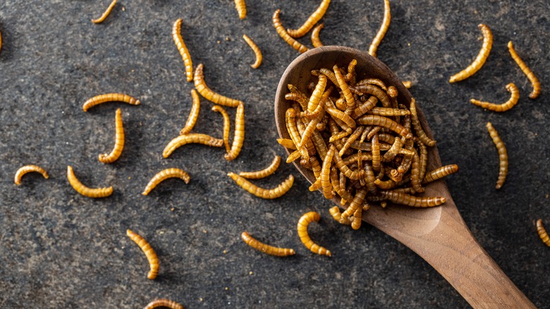 Maggots