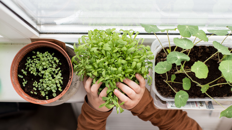 Windowsill pots with plants