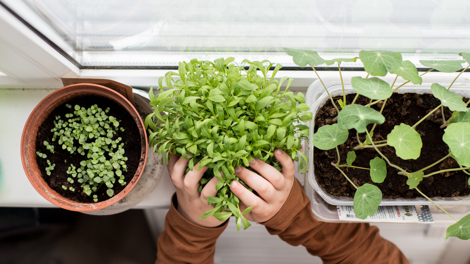 Hacks To Grow Your Own Windowsill Veggies And Herbs