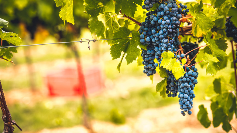 wine grapes