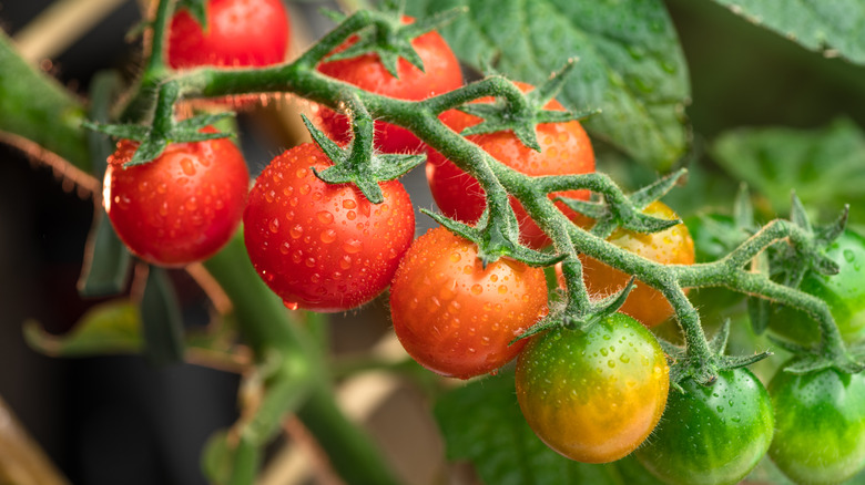 Tomatoes on the vine with water droplets