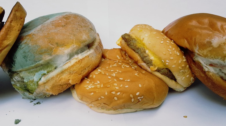 Ten day old moldy hamburgers