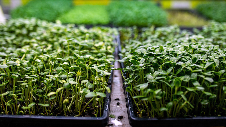 leafy microgreens sprouting growing tray