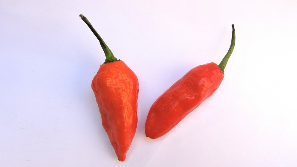 ghost peppers