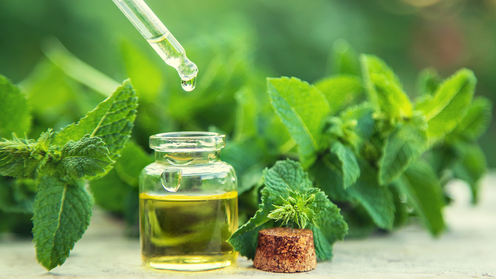 Peppermint leaves and essential oil
