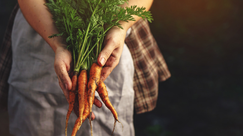 Freshly harvested carrots in hands