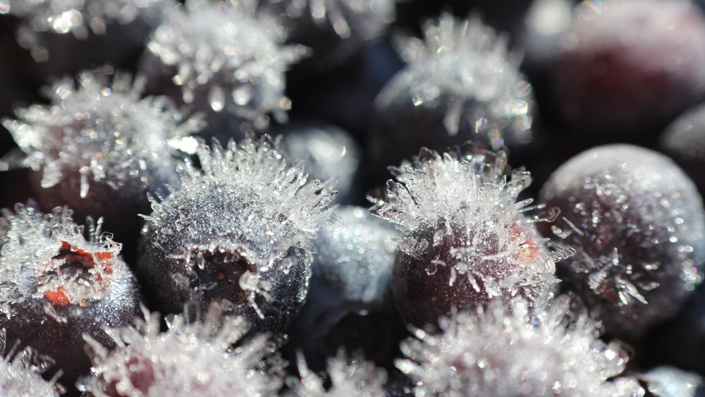 Freezer burn blueberries