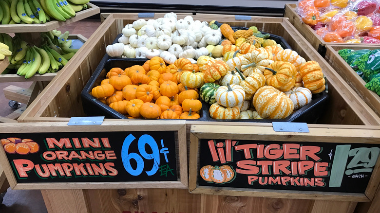 Array of small pumpkins at Trader Joe's