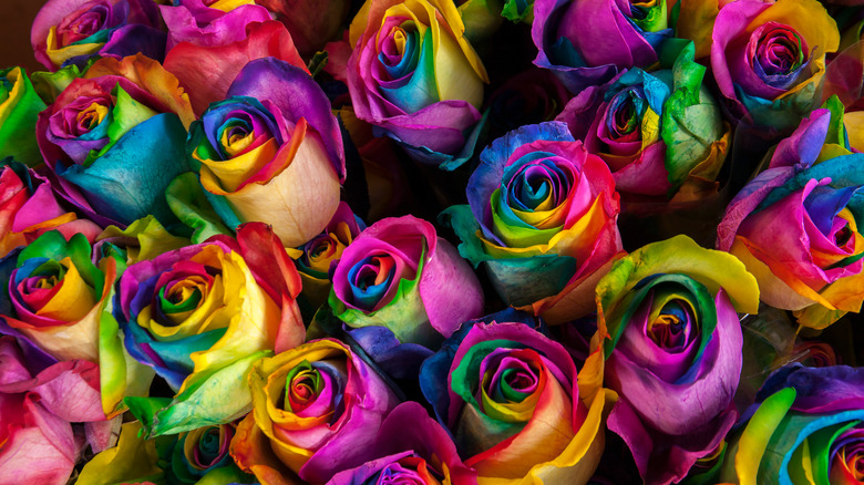 Bouquet of rainbow-dyed roses