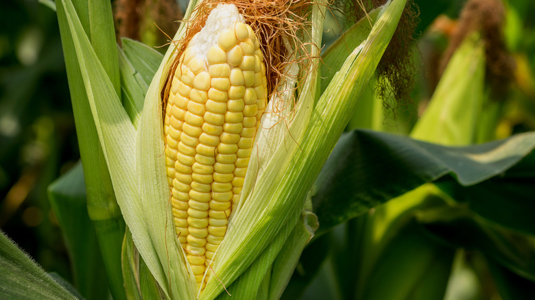 Healthy corn in a field