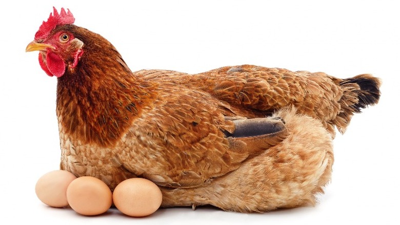 Chicken sitting on egg