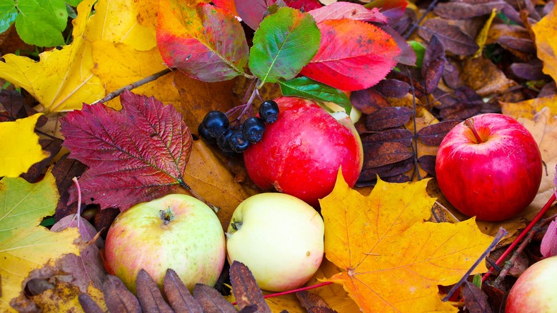 Apples on autumn leaves