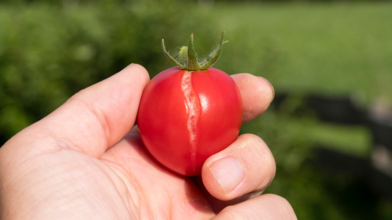Split tomato