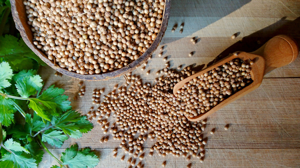 coriander seeds in a bowl, scoop and table, with cilantro leaves in corner