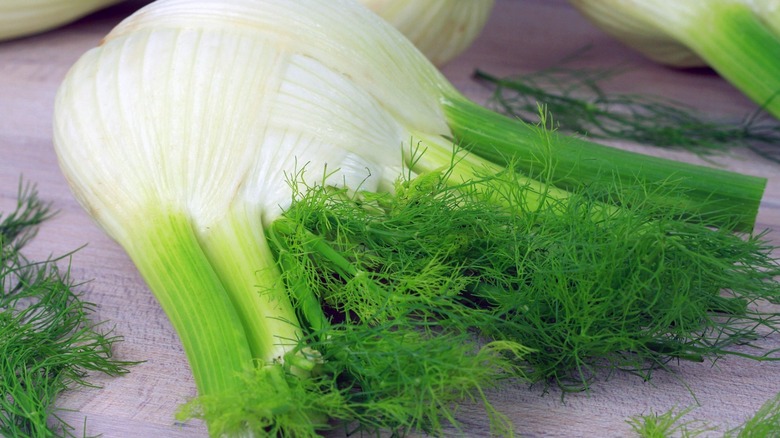 Large white and green fennel bulb