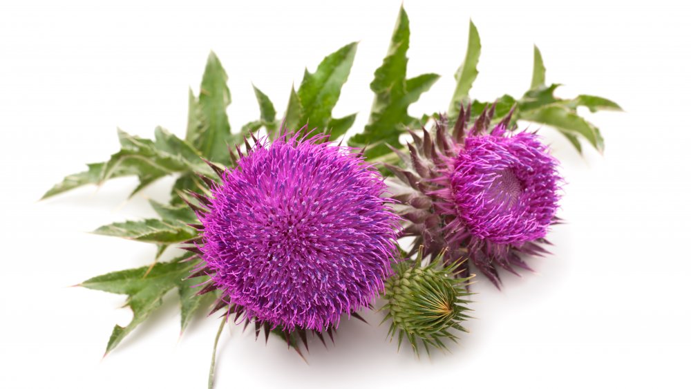 Milk thistle