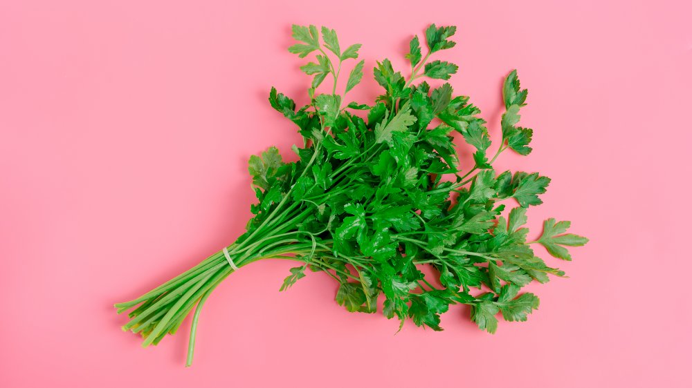 bunch of parsley on pink backdrop