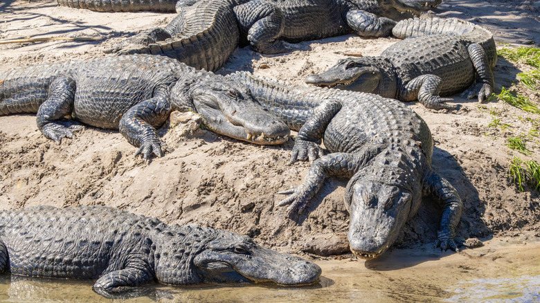 alligators on gator farm