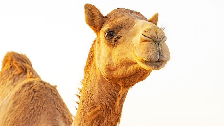 Camel looking at camera
