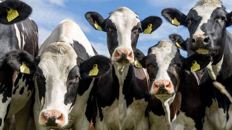 A group of cows huddled together