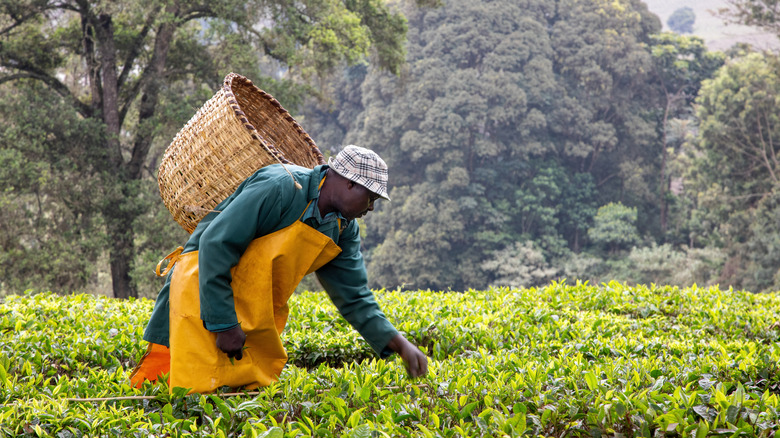 A worker picks tea in a field