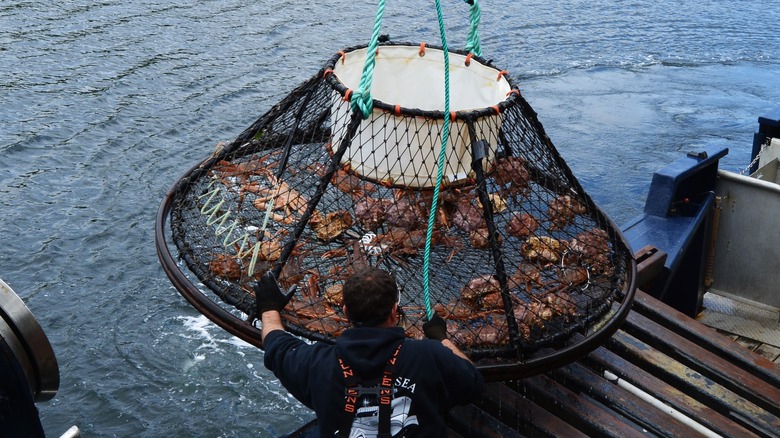 Snow crab being caught in a fisherman's net