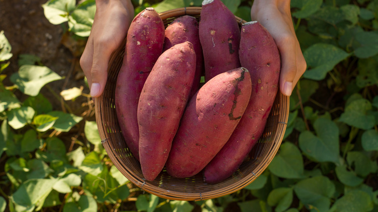 hands holding sweet potato basket