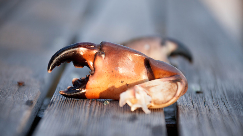 crab claw